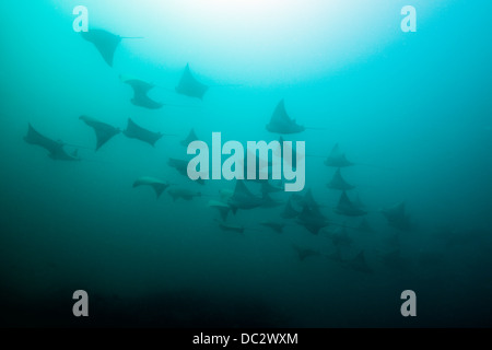 Schule des pazifischen Cownose Ray, Rhinoptera Steindachneri, Cabo Pulmo Meeres-Nationalpark, Baja California Sur, Mexiko Stockfoto