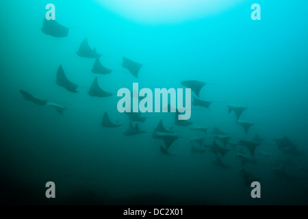 Schule des pazifischen Cownose Ray, Rhinoptera Steindachneri, Cabo Pulmo Meeres-Nationalpark, Baja California Sur, Mexiko Stockfoto