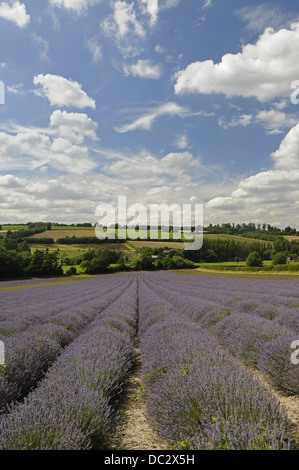 Lavendel Feld am Schloss Hof Shoreham Kent England Stockfoto