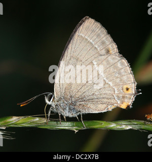 Lila Schmetterling Zipfelfalter (Favonius Quercus) Stockfoto