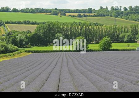 Lavendel Feld am Schloss Hof Shoreham Kent England Stockfoto