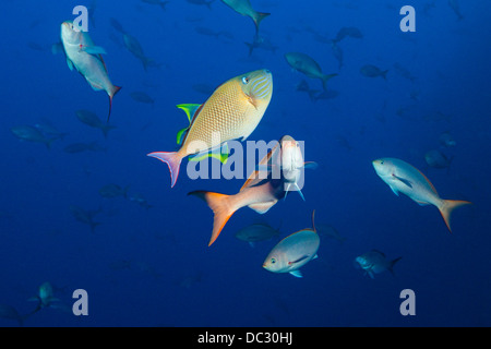 Pacific Creolefish und Redtail Drückerfische, Paranthias Kolonos, Xanthichthys Mento, San Benedicto, Revillagigedo-Inseln, Mexiko Stockfoto