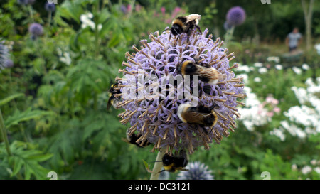 Hummeln Fütterung auf eine Echinops Blume, UK. Stockfoto