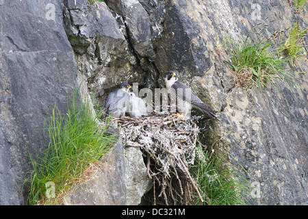 Wanderfalken. (Falco Peregrinus). am Brutplatz. Stockfoto