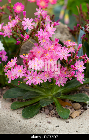 Lewisia cotyledon Stockfoto