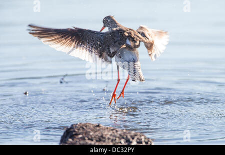 Rotschenkel Tringa Totanus Baden Stockfoto