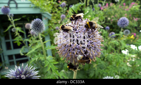 Hummeln Fütterung auf eine Echinops Blume, UK. Stockfoto