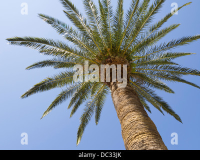 Unteransicht des frischen ausladenden Palme Stockfoto