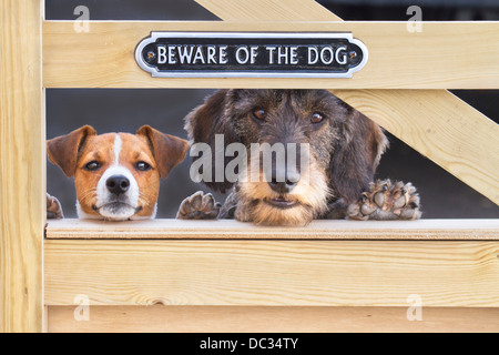 Jack Russell Terrier Welpen und Wire-haired Dackel am Tor Stockfoto