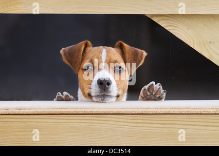 Jack Russell Terrier Welpen Stockfoto