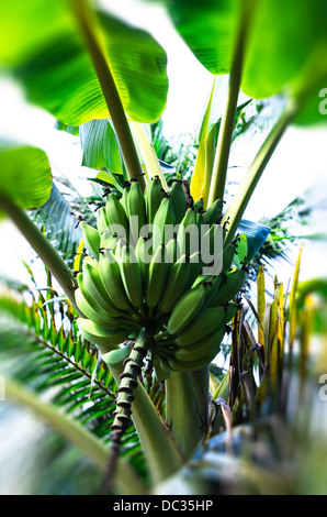 Banane-Bundle auf dem Baum Stockfoto