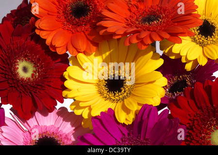 Eine farbige Darstellung der cut Daisy's Stockfoto