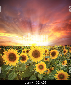 Am Abend lebendige Landschaft mit Sonnenblumen Stockfoto