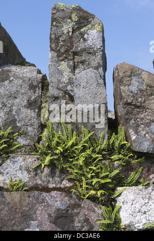 Spleenwort greift auf diese Cumbria Steinmauer Stockfoto