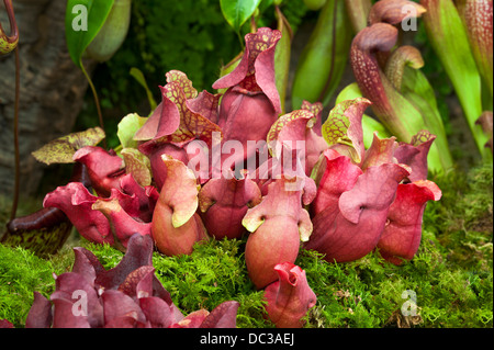 Schlauchpflanze Sarracenia Purpurea s SP. burkei Stockfoto