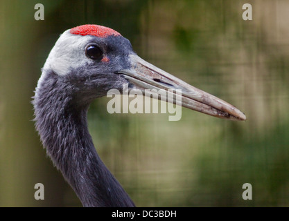 Rot gekrönter Kran (Grus Japonensis) Stockfoto