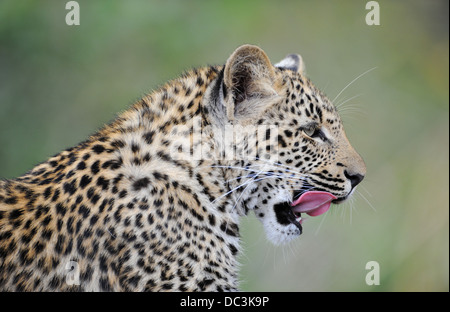 Junge Leoparden lecken Mund, Porträt Stockfoto