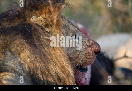 männliche Löwen Essen auf einem Kill, Porträt Stockfoto