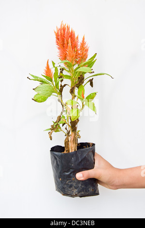 Orange Hahnenkamm Blume in der hand Stockfoto