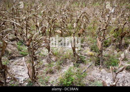 Premont, Texas - Mais-Feld von Texas Dürre betroffen. Stockfoto