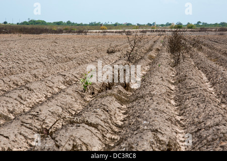 Raymondville, Texas - unbepflanzten Hof-Feld in den Rio Grande Valley, eine Fläche von anhaltenden Dürre betroffen. Stockfoto