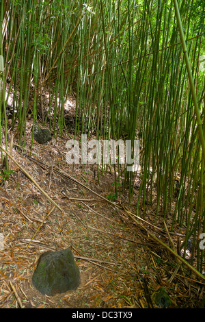 Bambus-Wald auf dem Pipiwai Trail zu den Waimoku Falls in Maui, Hawaii. Stockfoto