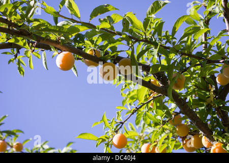 Pflaumenbaum vor blauem Himmel Stockfoto