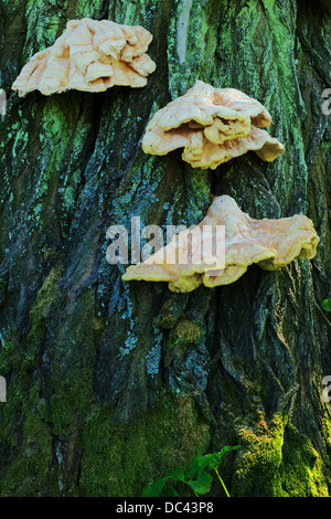 Hub Pilz auf einem Baum Rinde. Stockfoto