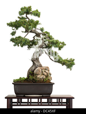 Alten Wacholder (Juniperus Rigida) isoliert als Bonsai-Baum weiß ist Stockfoto