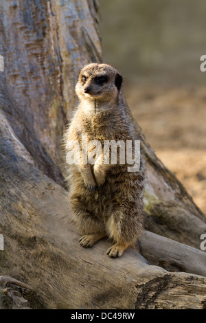 Erdmännchen sitzt auf einem Baumstumpf im Flamingo Land Zoo Yorkshire. Stockfoto