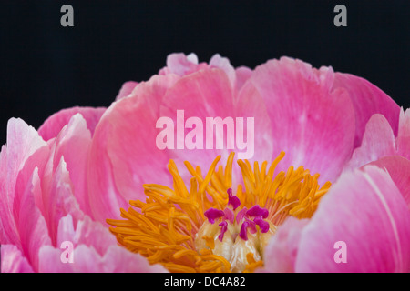 Rosa Pfingstrosen Stockfoto