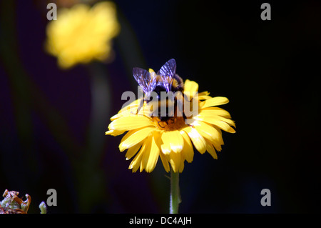 HUMMEL AUF EINER RINGELBLUME-BLUME Stockfoto