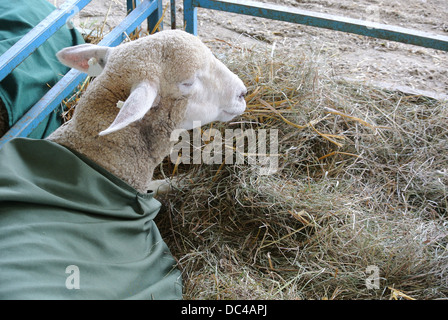 Ein Schaf in ein Stift von Heu Stockfoto