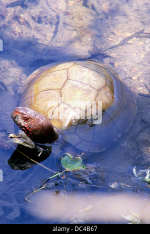 Eine drei-toed Kasten-Schildkröte (Terrapene Carolina Triunguis) kühlt in einem Missouri Strom an einem heißen Tag, USA. Stockfoto