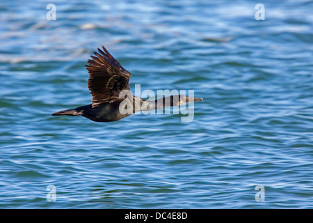 Brandts Kormoran Phalacrocorax Penicillatus Moss Landing, Kalifornien, USA 20 Juni Erwachsenen während des Fluges. Phalacrocoracidae Stockfoto