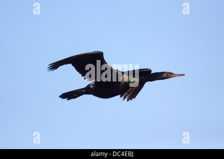 Pelagische Kormoran Phalacrocorax Pelagicus Monterey, Kalifornien, USA 20 Juni Erwachsenen während des Fluges. PHALACROCORACIDAE Stockfoto