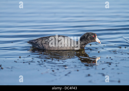 Amerikanisches Blässhuhn (Fulica Americana) Coot, mit seinen Überlegungen Fütterung im blauen Wasser. Unkraut-Lake, Alberta, Kanada Stockfoto