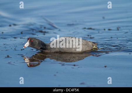 Amerikanisches Blässhuhn (Fulica Americana) Coot, mit seinen Überlegungen Fütterung im blauen Wasser. Unkraut-Lake, Alberta, Kanada Stockfoto