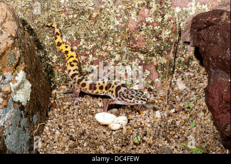 Western gebändert Gecko Coleonyx Variegatus Tucson, Pima County, Arizona, USA 4 August Erwachsene mit Eiern. Gekkonidae Stockfoto