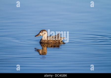 Blue-winged Teal weibliche (Anas Discors) schwimmen in Slough in der Nähe von Calgary, Alberta, Kanada Stockfoto