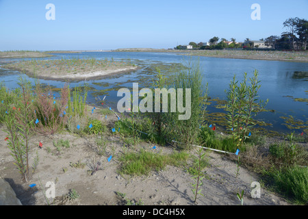 Malibu Lagoon Restaurierungsprojekt.  Eine Multi-Agentur-Gruppe arbeitet daran, um die Mündung ökologische Gesundheit zu verbessern (siehe Beschreibung) Stockfoto