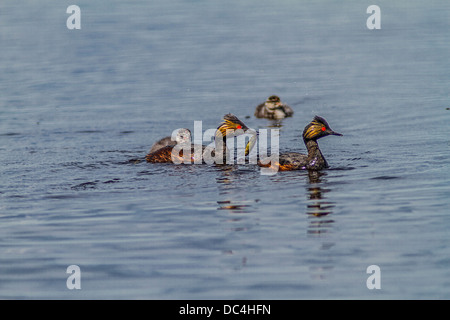 Schmuckschildkröte Haubentaucher (Podiceps Nigricollis) Mama, mit Fisch, Fütterung junge Entlein, Unkraut Lake, Alberta, Kanada Stockfoto