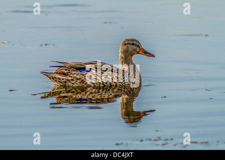 Stockente (Anes Platyrhynchos) Weibchen und ihr Spiegelbild im blauen Wasser. Am Bow River, in der Nähe von Calgary, Alberta, Kanada Stockfoto