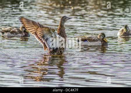 Stockente (Anes Platyrhynchos) Flügel weibliche On the Bow River, flattern und trocknen nach dem Bad, in der Nähe von Calgary, Alberta, Kanada Stockfoto