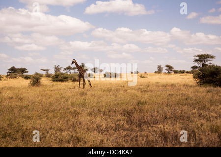 Weibliche Giraffe stehend auf Ebenen der Serengeti in Tansania Afrika Stockfoto