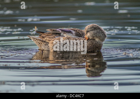 Weibliche Stockente Stockente (Anes Platyrhynchos) im Wasser, putzen ihr Gefieder am Bow River, Calgary, Alberta, Kanada Stockfoto