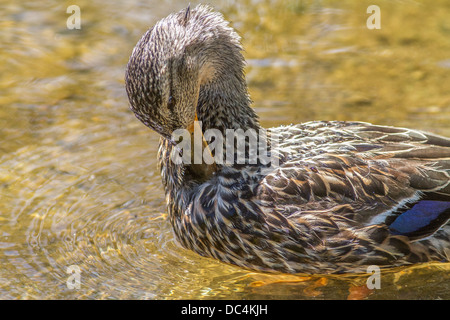 Weibliche Stockente Stockente (Anes Platyrhynchos) im Wasser, putzen ihr Gefieder, Frank Lake, Alberta, Kanada Stockfoto