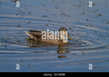 Weibliche Stockente Stockente (Anes Platyrhynchos) und Reflexion, auf dem Wasser, auf der Suche nach Nahrung. Calgary, Alberta, Kanada Stockfoto