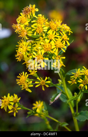 Europäische Goldrute (Solidago Virgaurea) Blumen Stockfoto