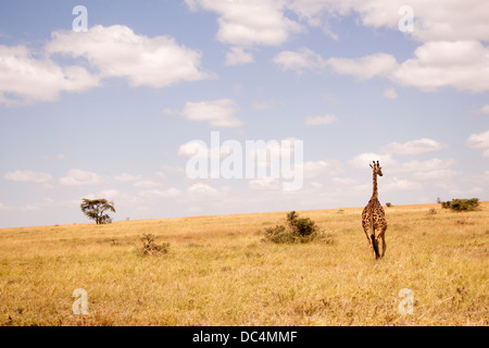 Weibliche Giraffe quer über die Ebenen der Serengeti in Tansania, Afrika Stockfoto